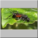 Macrophya annulata - Blattwespe 03.jpg